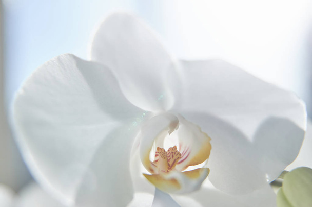 White orchids on sun light, the green bud, a new flower, a butterfly, macro, Phalaenopsis, Doritis, Grafia, Kingidium, Kingiella, Lesliea, Synadena, Stauroglottis, Stauritis, Polystylus, Polychilos - Foto, immagini