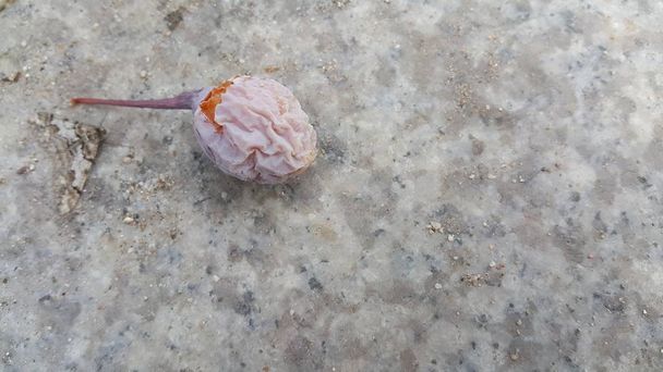Ginkgo biloba oříšek nebo ovoce na dlážděné šedé barvě podlahy  - Fotografie, Obrázek