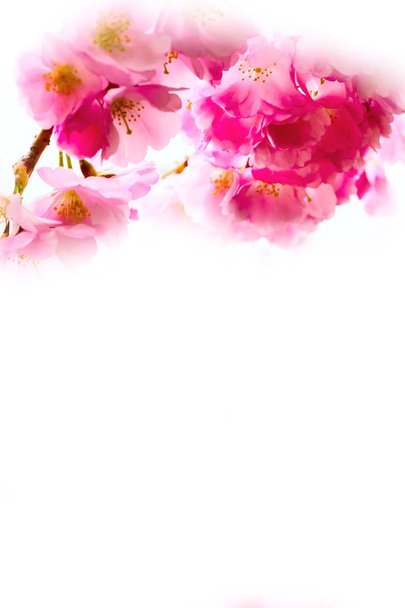 fondo con flor de cerezo rosa, flores de sakura
 - Foto, Imagen