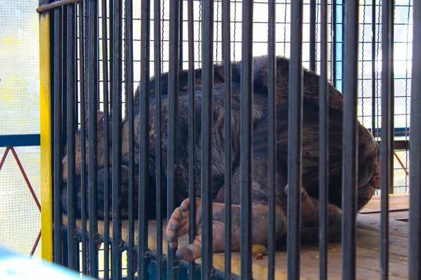 Chimpanzé na gaiola
 - Foto, Imagem