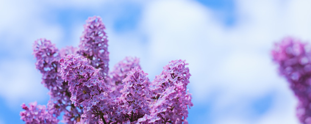 Çiçek açması leylak mavi gökyüzü izole Şubesi. - Fotoğraf, Görsel