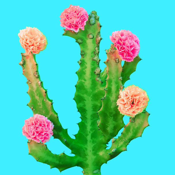 Cacti roses decor. Minimal fashion cactus creative concept  - Fotoğraf, Görsel