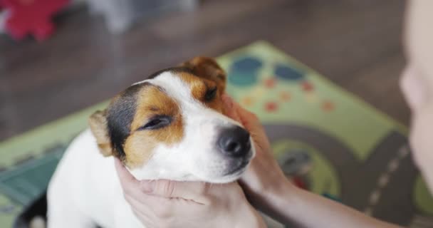 Donna accarezza delicatamente il suo cane sulla testa
 - Filmati, video