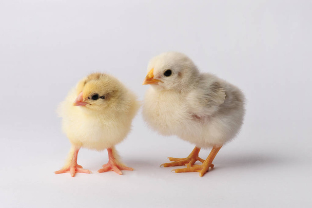 Two cute chicken isolated on a gray background - Фото, зображення