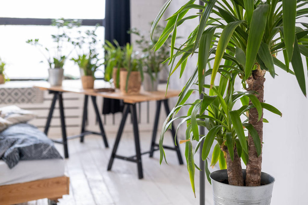 Potted plants on a wooden table in the interior - Fotoğraf, Görsel