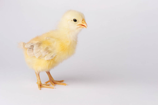 niedlichen gelben Huhn isoliert auf einem grauen Hintergrund - Foto, Bild