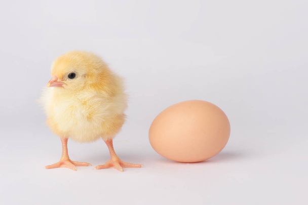 Roztomilé žluté kuře s vejcem, samostatný na šedém pozadí - Fotografie, Obrázek