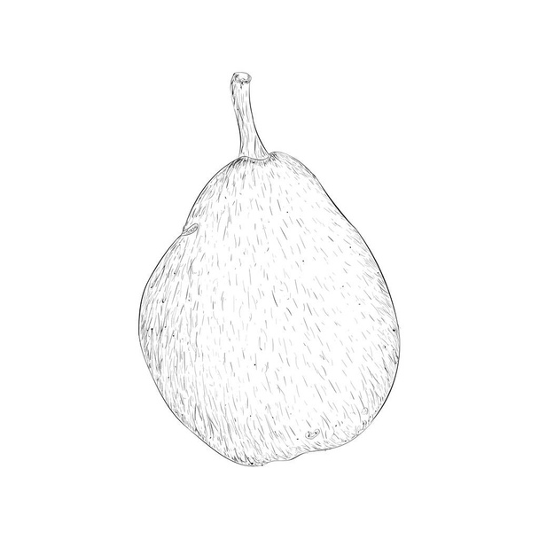 Guava illustration in hand drawn style  - Vektor, obrázek