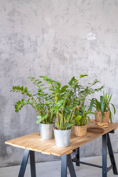Potted plants on a wooden table in the interior - Фото, зображення