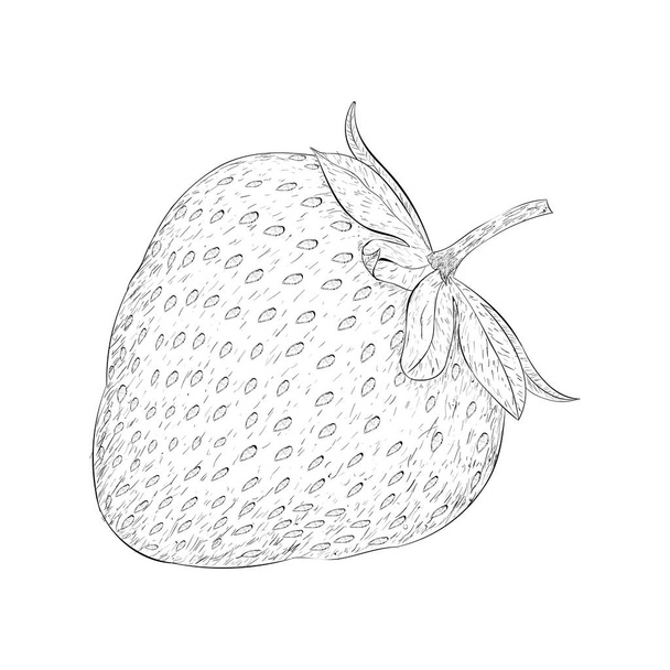 Healthy fruit full of vitamins, a strawberry - Wektor, obraz