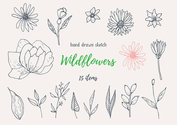 Vector Collection Of Hand Drawn Sketches With Plants - ベクター画像