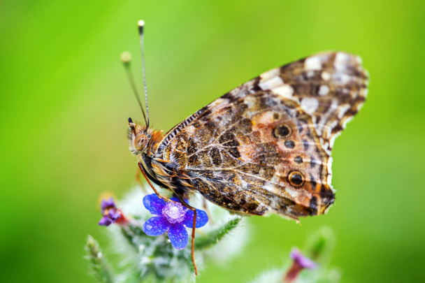  Painted lady butterfly background - Photo, Image