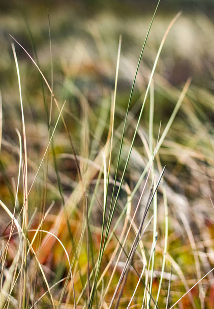 Rustieke voorjaar veld - Foto, afbeelding