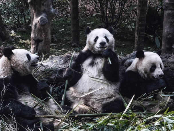 Giant pandas eating bamboo  - Photo, Image