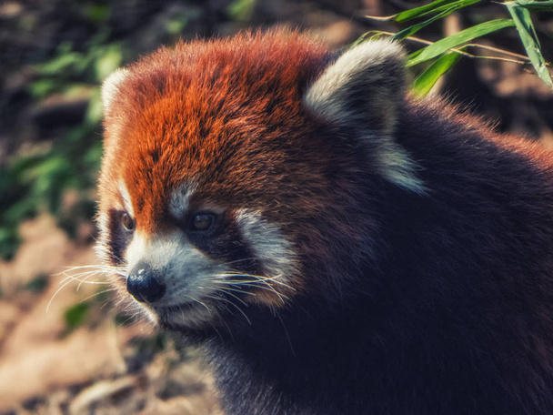 Retrato de un panda rojo
. - Foto, Imagen