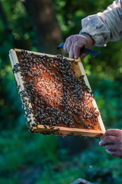 Beekeeper working in apiary - Foto, imagen