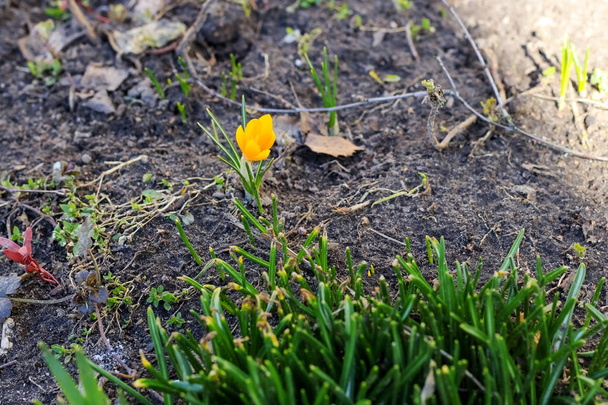 Pequena primeira flor de primavera na terra de perto - Foto, Imagem