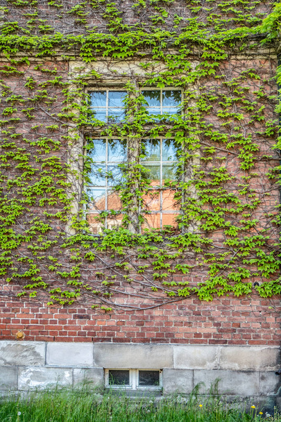 Brick wall covered with ivy - Φωτογραφία, εικόνα