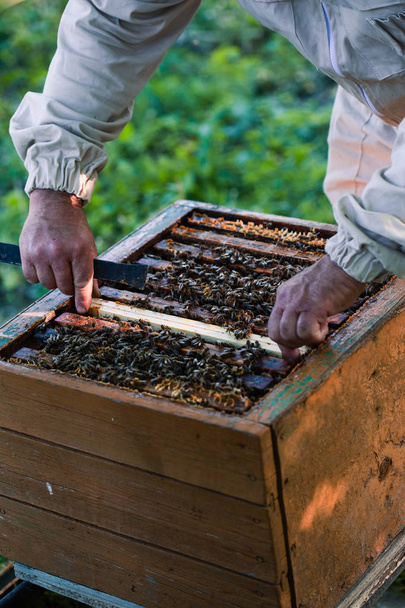 Beekeeper working in apiary - Foto, imagen