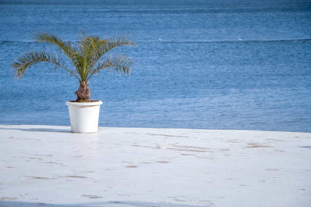 Background or concept, a green palm tree in a white pot is standing on the pier against the blue sea, selective focus, sun rays. - Photo, Image