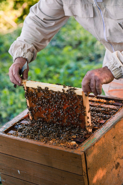 Beekeeper working in apiary - Foto, Imagem