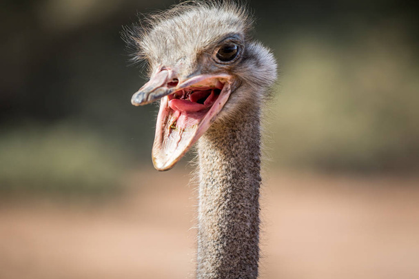 Close up of an Ostrich head in Africa. - Φωτογραφία, εικόνα