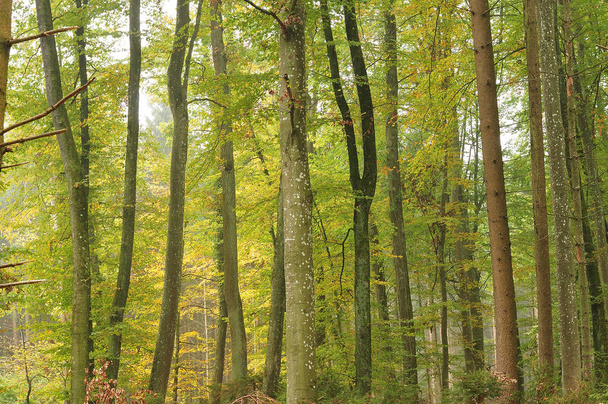 trunks of beech and spruce trees in mixed forest - Photo, Image