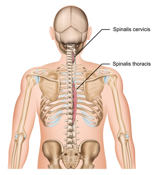 Spinalis muscle 3d vecteur illustration sur fond blanc
 - Vecteur, image