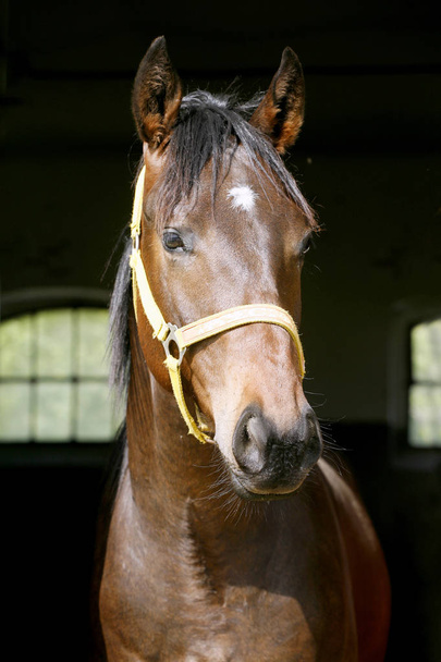  Retrato de un caballo de pura raza en la puerta del granero
  - Foto, imagen