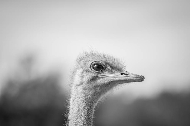 Close up of an Ostrich head in Africa. - Foto, afbeelding