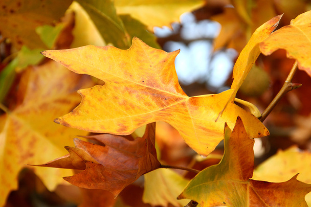 Platan autumn leaves - Photo, Image