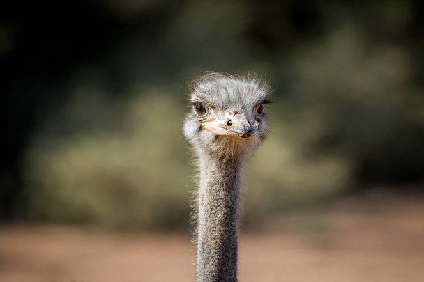 Close up of an Ostrich head in Africa. - Фото, изображение