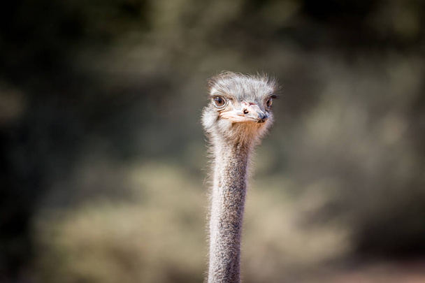 Close up of an Ostrich head in Africa. - Fotoğraf, Görsel