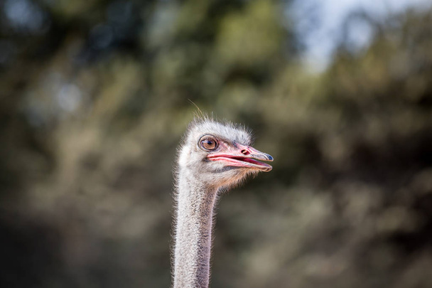 Close up of an Ostrich head in Africa. - Фото, зображення