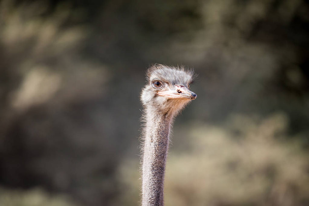 Close up of an Ostrich head in Africa. - Fotó, kép