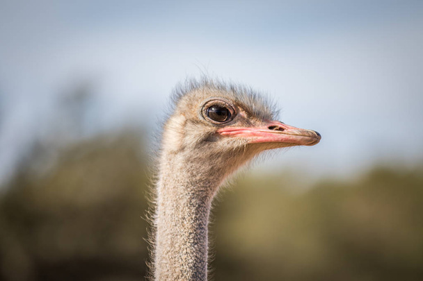 Close up of an Ostrich head in Africa. - Foto, Imagem