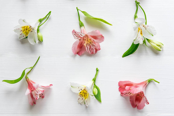 Pattern of natural flowers Alstroemeria on a white wooden background. Floral pattern. Pink and white flowers of Alstroemeria on a white background. Flat lay, top view. - 写真・画像