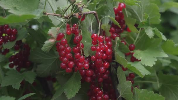Rode rijpe sappige krenten in de tuin, een grote zoete BES BES. Oogst rode bessen. smakelijke berry op de tak. biologische berry. Ribes rubrum - Video