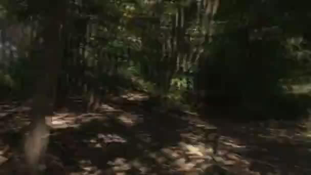 Przechodząc przez lasy - Materiał filmowy, wideo