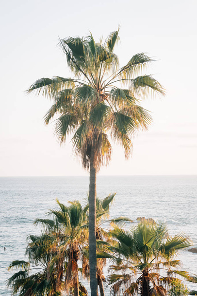 Palm trees and the Pacific Ocean, in Laguna Beach, Orange County - Fotó, kép