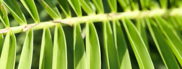 Palm leaves in summertime - Foto, imagen