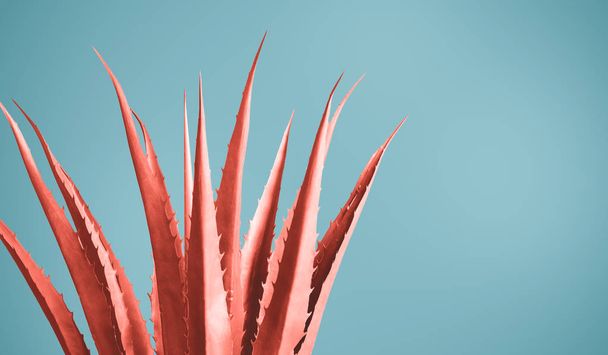 Φύλλα αγαύης σε ροζ χρώμα - Φωτογραφία, εικόνα
