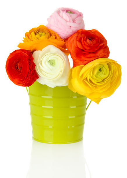 Ranunculus (persian buttercups) in pail, isolated on white - Fotoğraf, Görsel