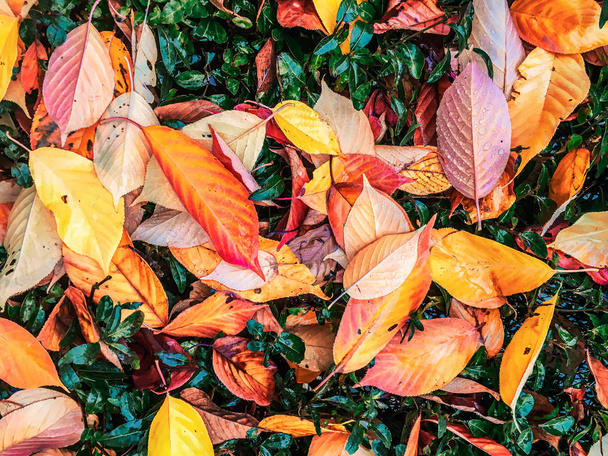 秋の葉や木、自然の背景 - 写真・画像