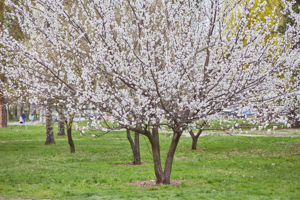 krásná kvetoucí jablečná zahrada - Fotografie, Obrázek