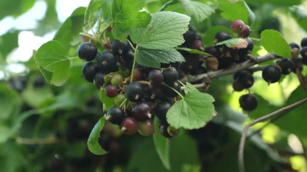 large sweet currant berry. Harvest blackcurrants. tasty berry on the branch. garden business. closeup. black ripe juicy currants in the garden. - Footage, Video