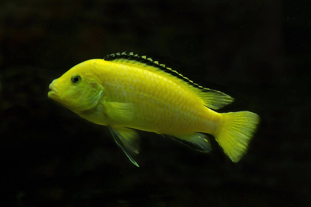  Лимонная желтая лаборатория, синяя полоска хапа, электрический желтый, желтый принц (Labidochromis caeruleus)
). - Фото, изображение