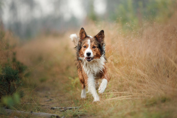 野原で走っている赤い犬。ボーダーコリーは、朝の演奏の性質について。ペットと一緒に歩く、アクティブ、健康 - 写真・画像