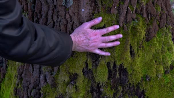 Man touches the place of grafting on pear tree - Metraje, vídeo