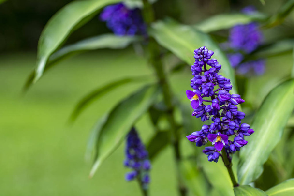 Beautiful purple flower and blurred nature background.  - Photo, Image